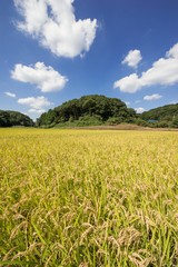 黄金色の田圃