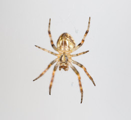 Spider on the web. close