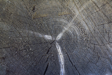 Fototapeta premium cut wood texture