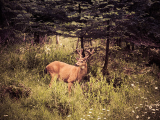 Handsom White Tail Buck