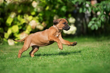 happy red puppy running on grass