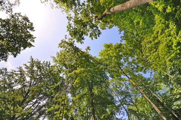 Fototapeta premium Friedwald Fränkische Schweiz, #0983