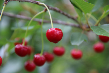 Red cherries on the brunch