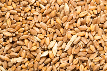 Wheat grain as background