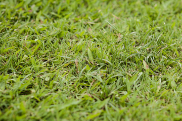 Selective focus on green grassland in sunny day for background