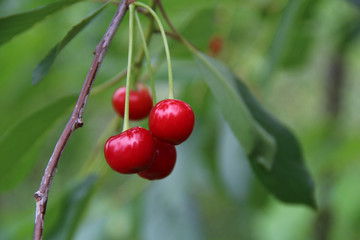 Red cherries on the brunch