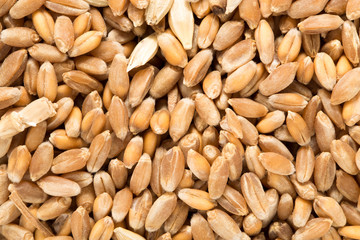 Wheat grain as background