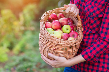 Woman harvesting apples