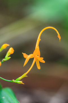 Close up yellow flower of Globba winitii
