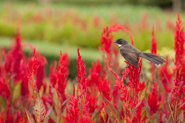 Beautiful Cockscomb red flowers in the field with bird on the top of it