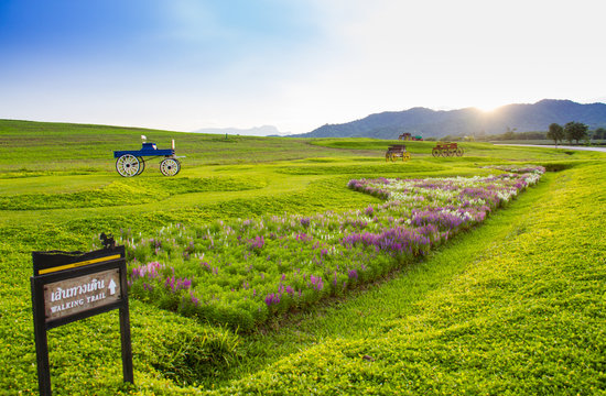 Beautiful landscape Historic carriage in flower field