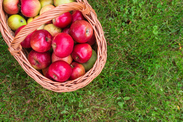 Basket full of apples
