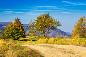 trees near the meadow path in autumn mountains