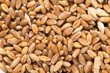Wheat grain as background