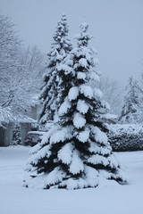 Obraz premium Fresh snow covering evergreen trees on residential property
