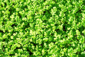 Field of green leaf mustard background