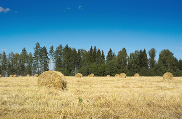 Fototapeta premium Field with haystacks and green trees