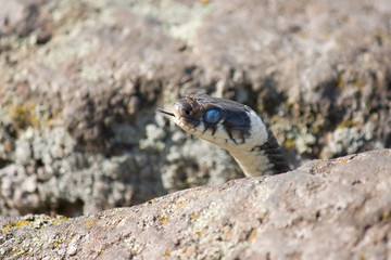 Grass snake