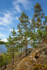 Pine tree on Ladoga lake shore