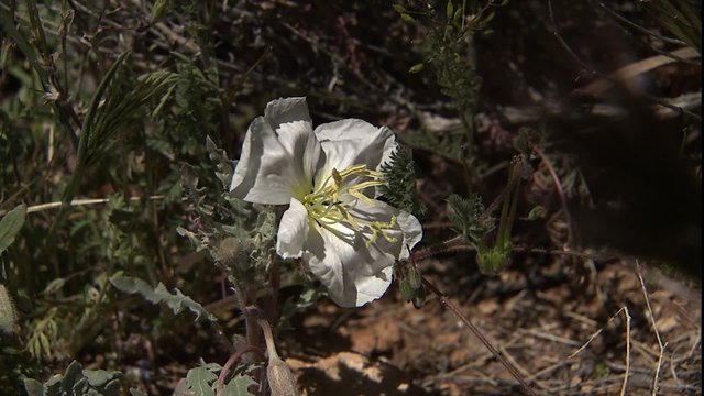 ECU white desert wildflower