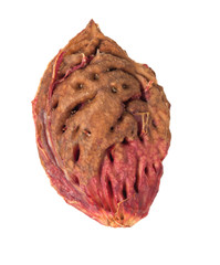 bone peach on a white background