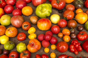Tomaten verschiedene Sorten 