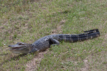 American Alligator