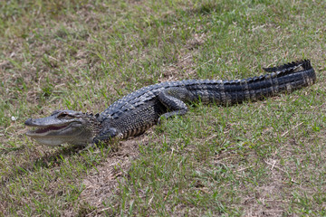 American Alligator