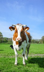 Rotbunte Kuh mit Hörner auf einer Weide