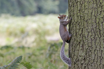 Grey Squirrel
