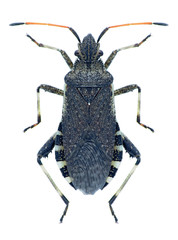 Bug Ceraleptus gracilicornis