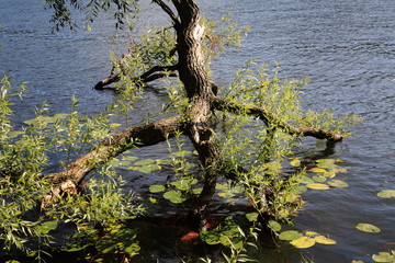 Tree in water