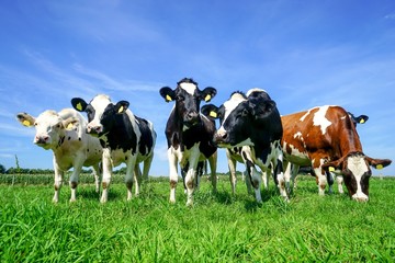 Fototapeta na wymiar Gruppe Rinder auf einer Sommerweide