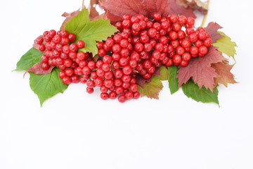 Guelder-rose berries with leaves on a white background