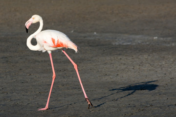 Flamingo with shadow