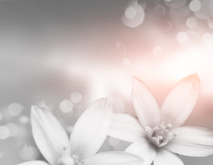 Obraz na płótnie Canvas purpure image of the white flowers