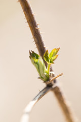 young shoot on raspberries