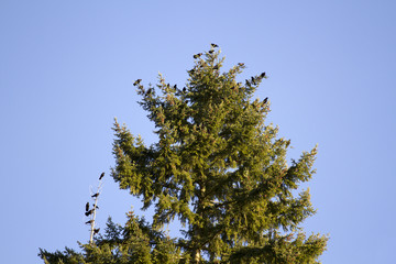 Crows in a Pine Tree