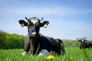 Holstein-Frisian mit Hörner liegend auf einer Sommerweide