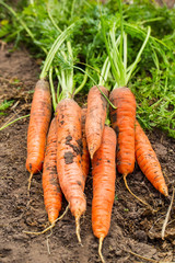 Carrot on the ground. outdoor