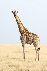 Giraffe
