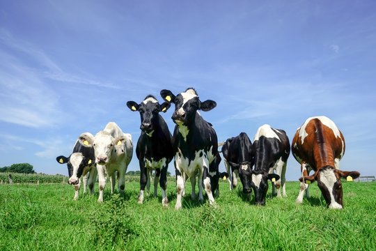 Rinder auf einer Sommerwiese