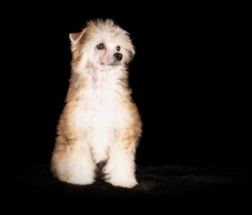 Chien chinois à Houppette en studio