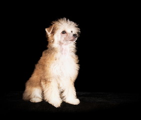 Chien chinois à Houppette en studio