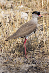 Bronze winged courser