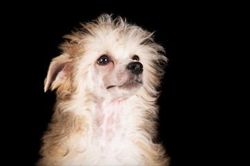 Chien chinois à Houppette en studio