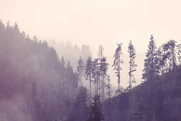 Foto auf Acrylglas Wald im Nebel Nebel im Wald