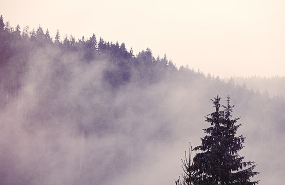 Fototapeta Fog in the forest