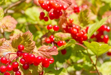 Ribisel - Johannisbeeren