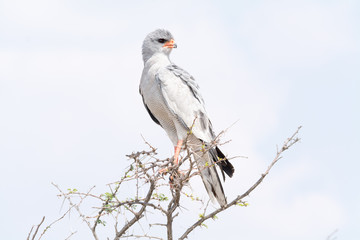 Chanting Goshawk